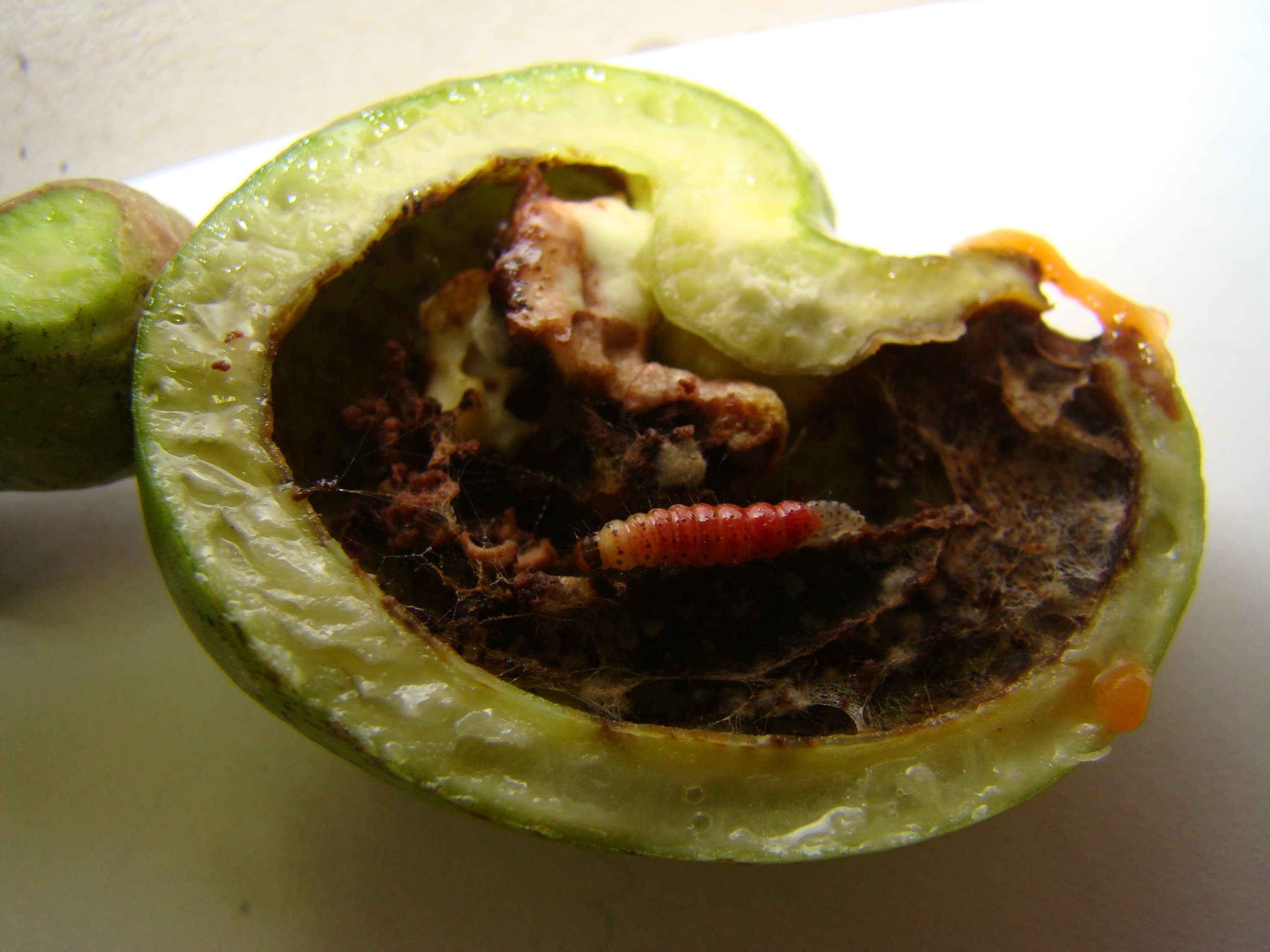 Aplicativo Monitora Caju auxilia produtores a combater pragas