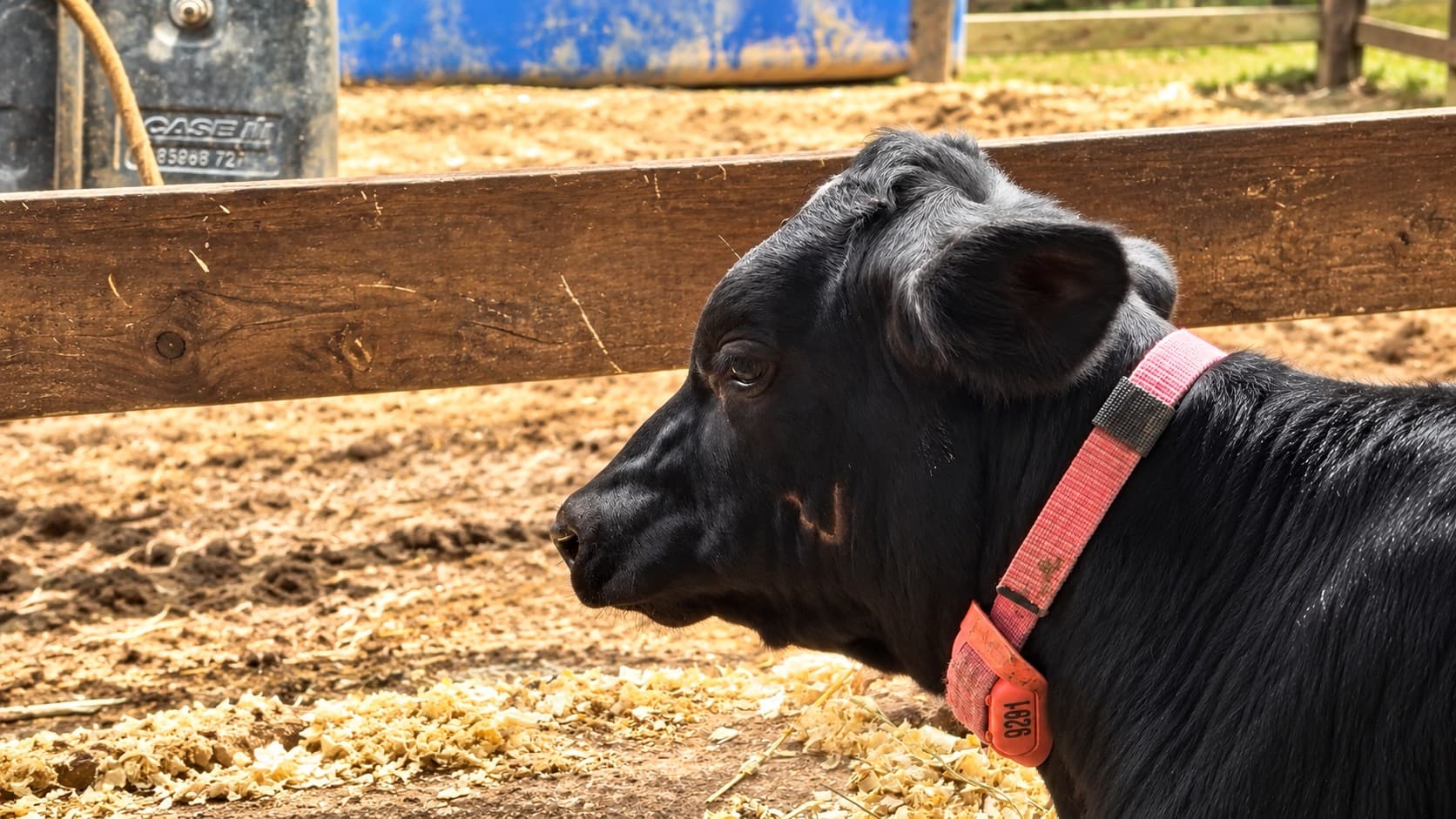 Cowmed lança colar inteligente para monitoramento de bezerras