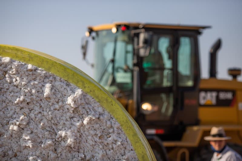 Cotação do algodão no Brasil apresenta alta em abril