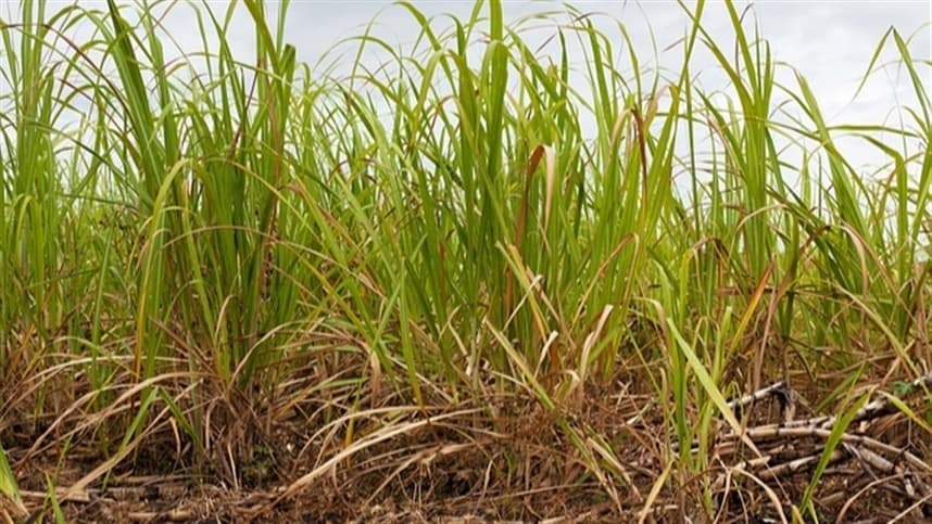 Portfólio de proteção de cultivo em destaque na feira agrícola