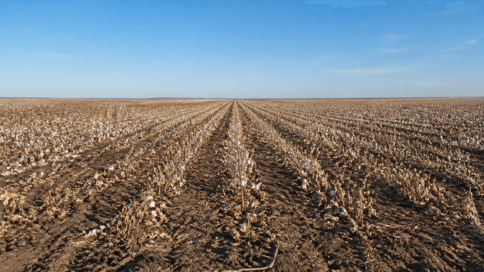 Vazio sanitário do algodão inicia em Mato Grosso com restrições até dezembro