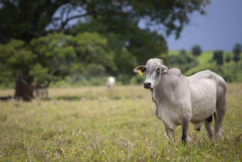 Preços do boi gordo encerram abril com variações mistas