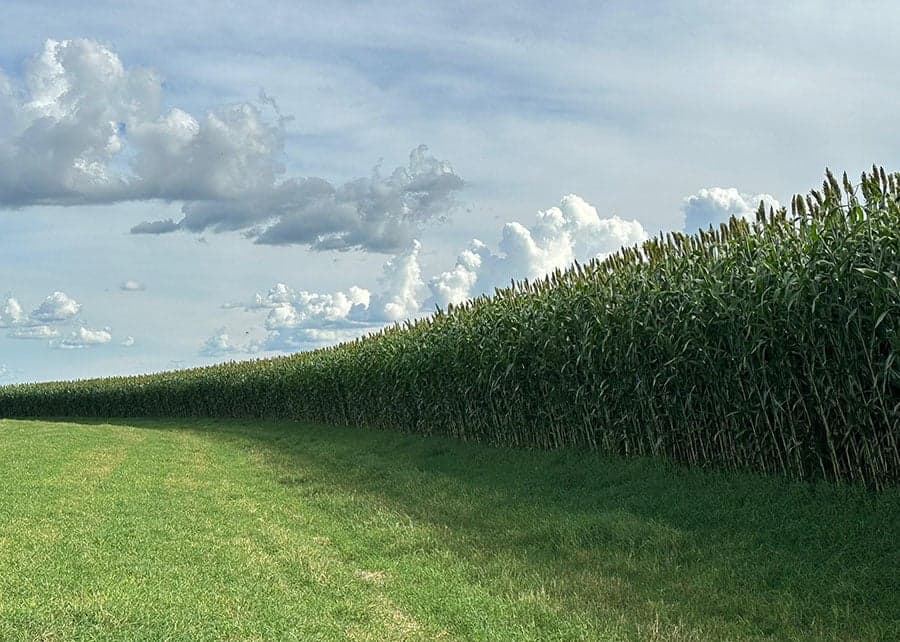 Sorgo ganha destaque no agronegócio brasileiro com aumento da produção