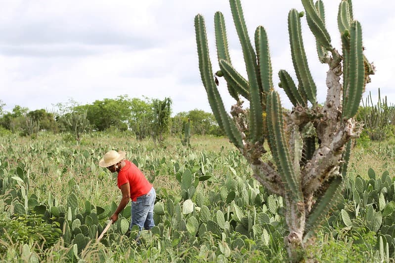 Estudo revela desigualdades de gênero na agricultura familiar no Brasil
