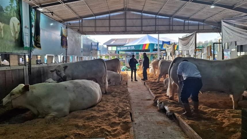 Expointer destaca diversidade de raças de bovinos no RS