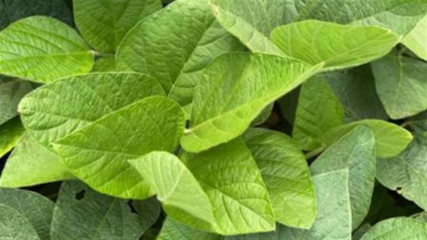 Futuros de soja em alta nos Estados Unidos