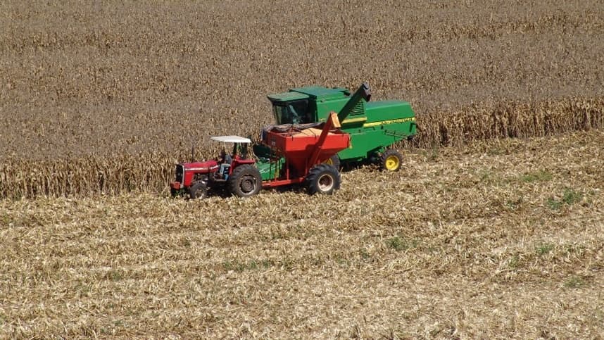 El Niño e colheita impactam mercado de milho no Brasil