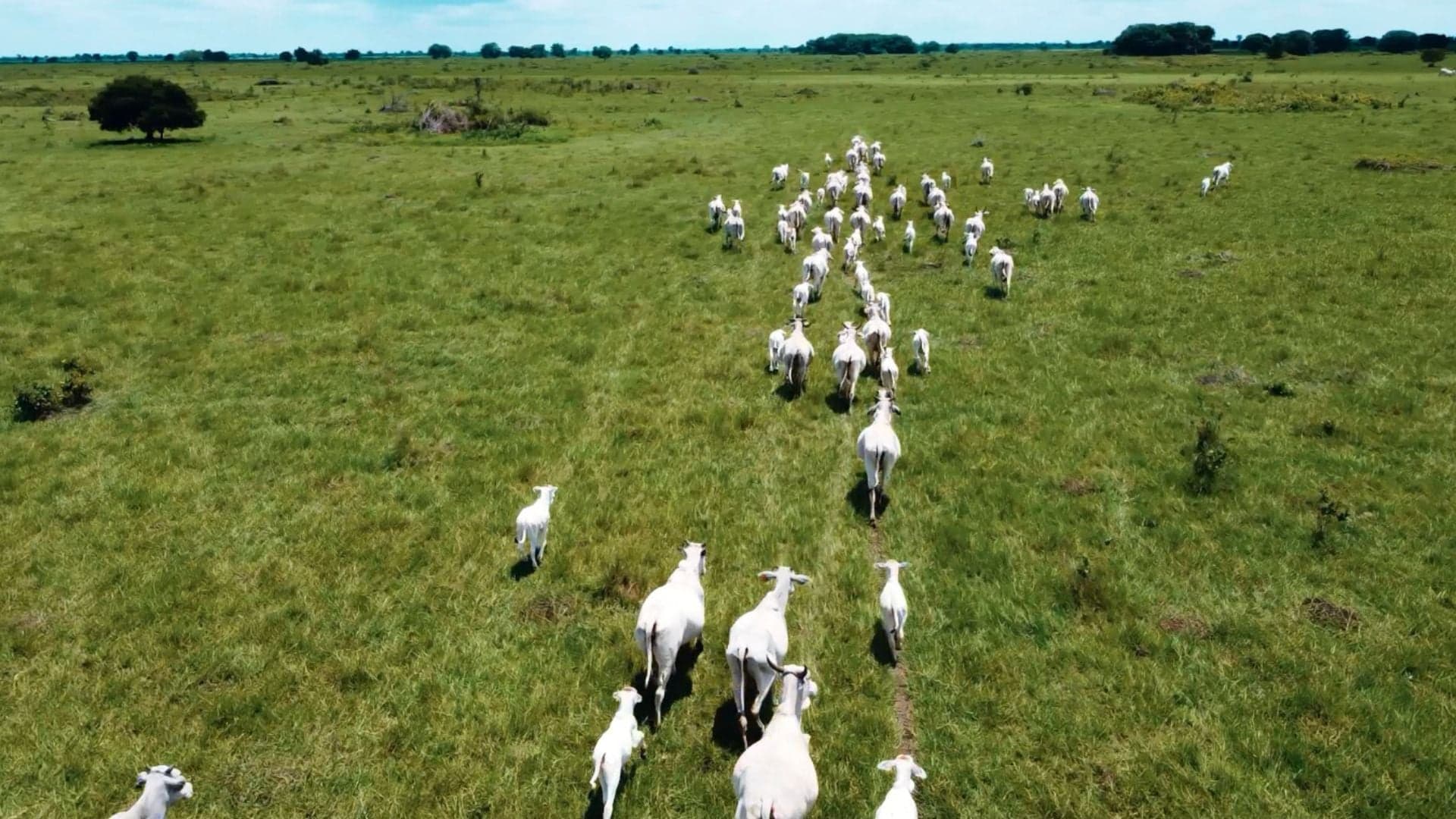 Nutrição de Novilhas: Estratégias Eficazes para Ganho de Peso em 2026