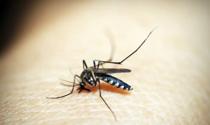 Dengue apresenta queda de 75% no Brasil em 2026