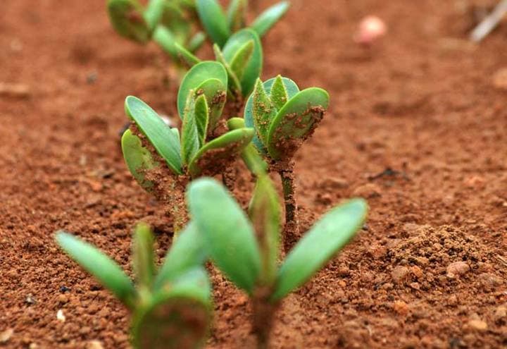 Rio Grande do Sul inicia vazio sanitário para soja até setembro
