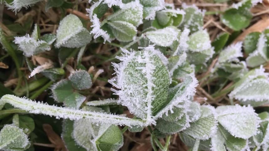Geadas afetam Sul do Brasil com temperaturas negativas