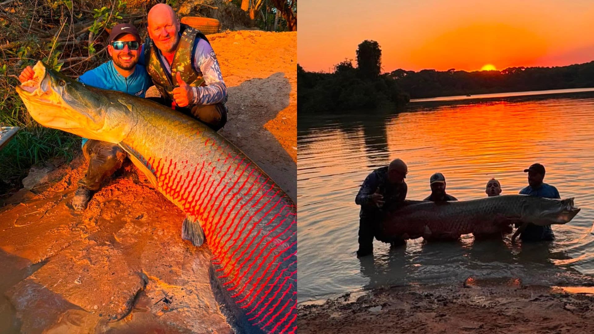 Amigos de Santa Catarina capturam pirarucu gigante de 2,45 metros