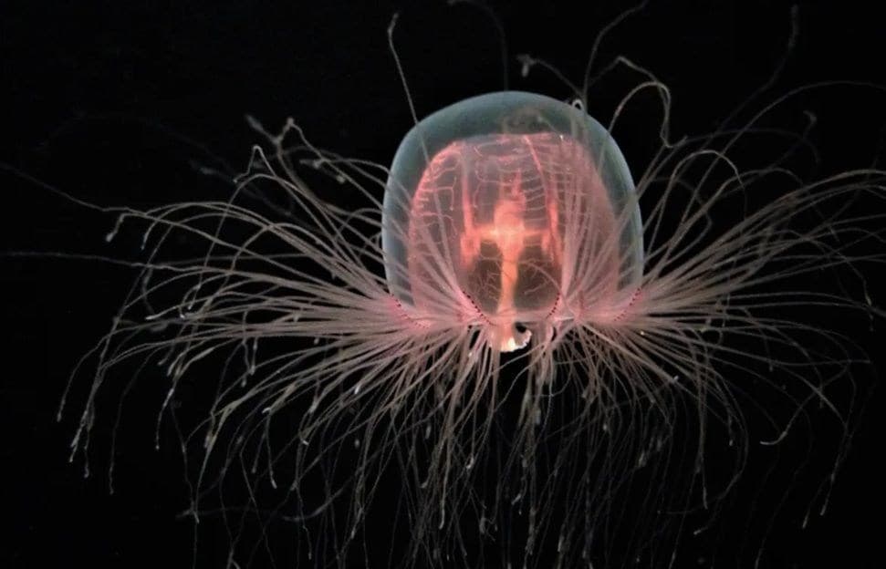 Turritopsis dohrnii: a água-viva que reverte seu ciclo vital