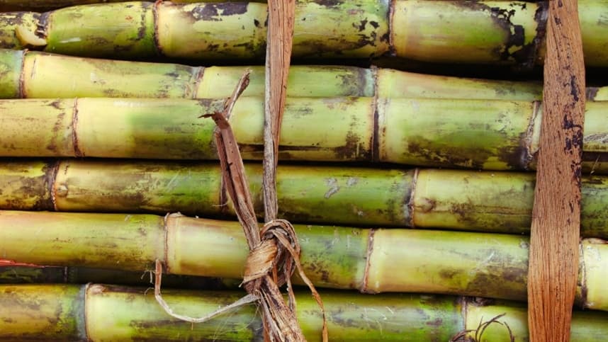 Com a bioestimulação, a produção de cana-de-açúcar ganha mais eficiência