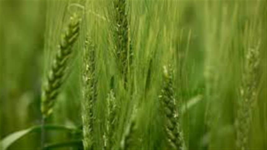 Mercado de trigo enfrenta alta devido ao clima e escassez global