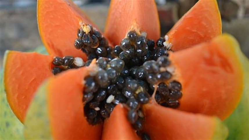 Exportação de mamão apresenta queda em maio em relação ao ano anterior