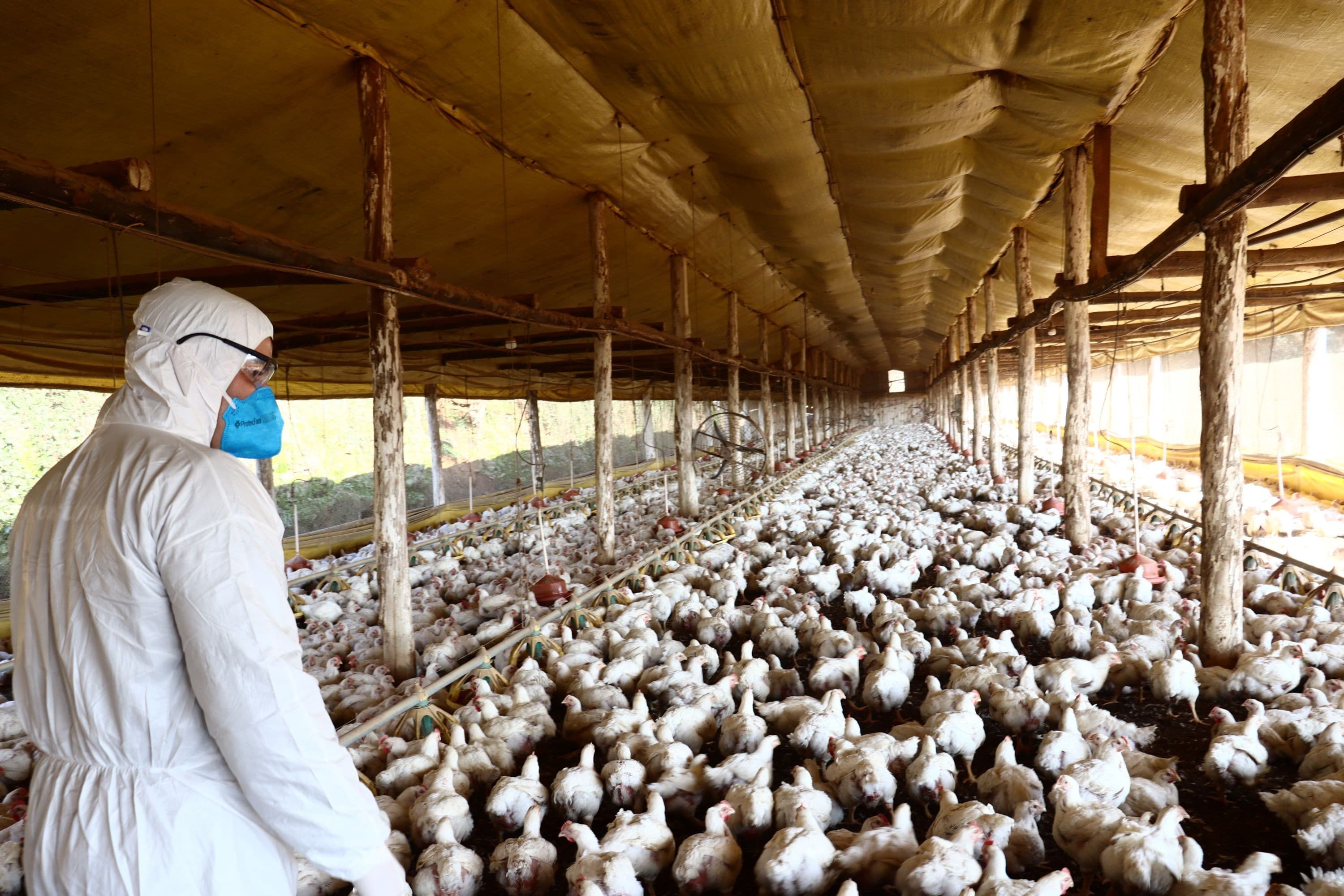 Nova Itaberaba intensifica controle sanitário após caso de doença de Newcastle em granja de perus