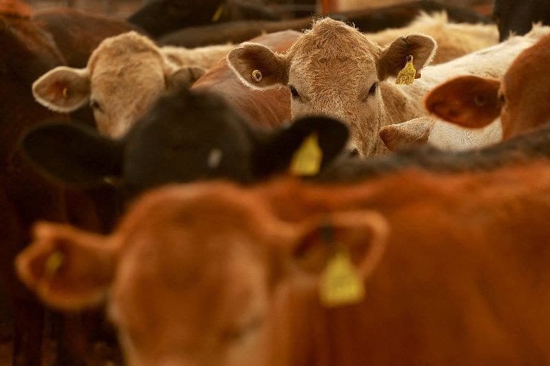 EUA suspendem proibição de gado mexicano após inflação de carne