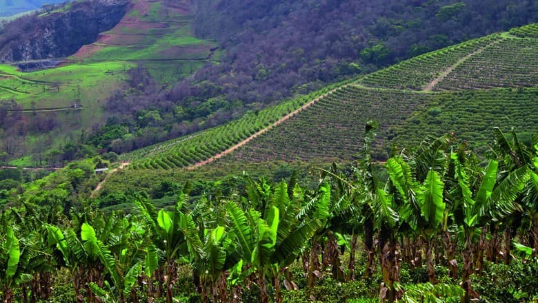 GAAS e Syntropy Labs lançam plataforma de agricultura regenerativa