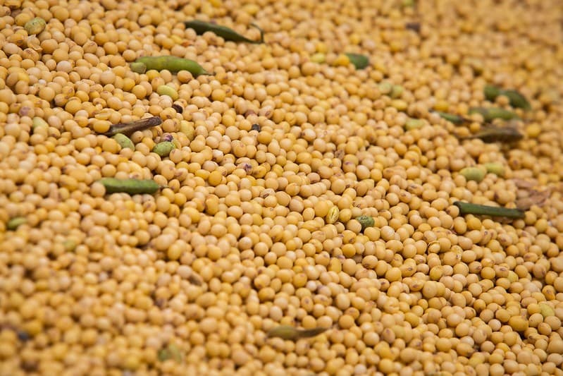 Preços da soja caem no Brasil enquanto mercado aguarda melhores vendas