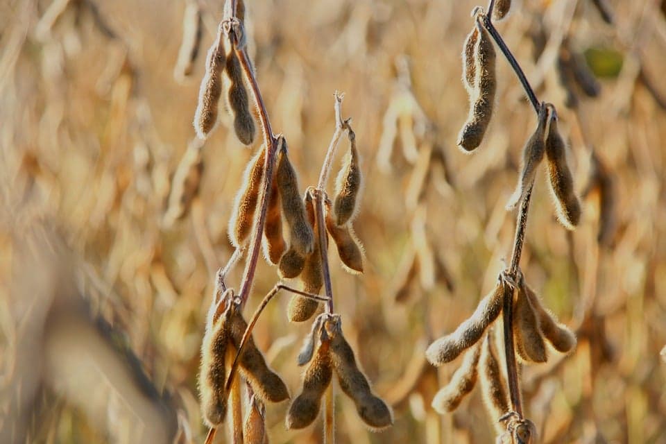 Embrapa lidera pesquisas sobre bioinsumos na agricultura nacional