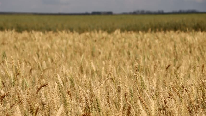 Excesso de chuvas no Sul do Brasil ameaça safra de trigo