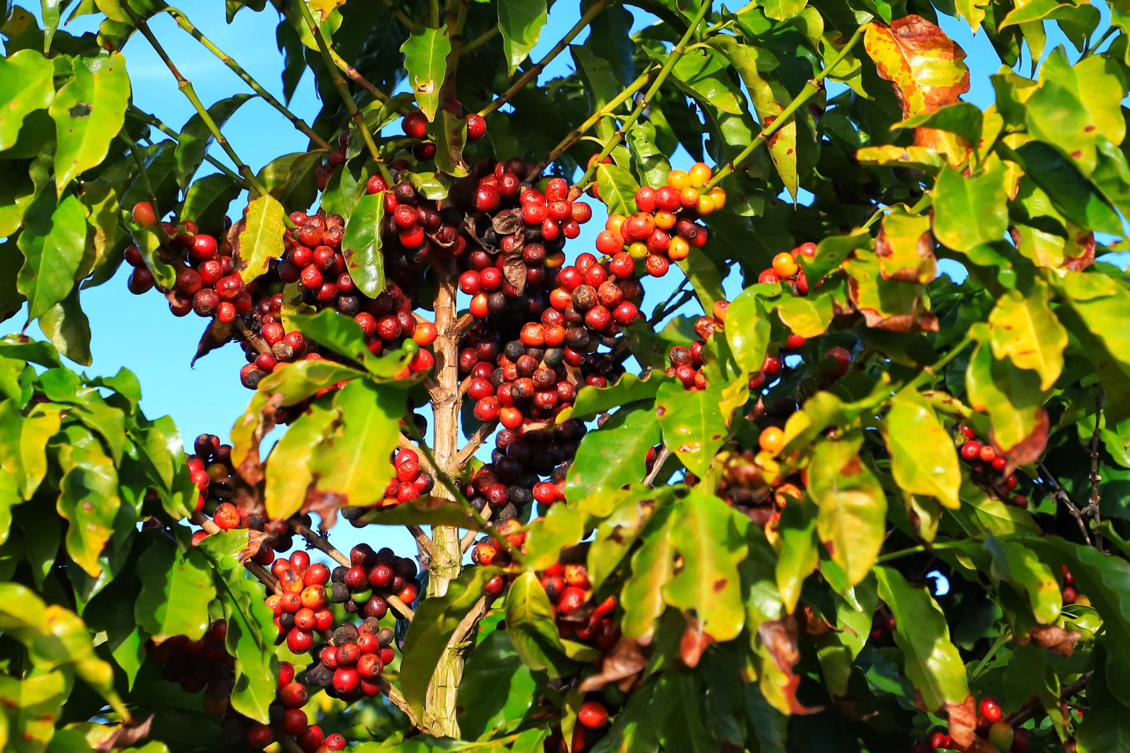 Café em alta, cacau em queda e açúcar sobe em Nova York
