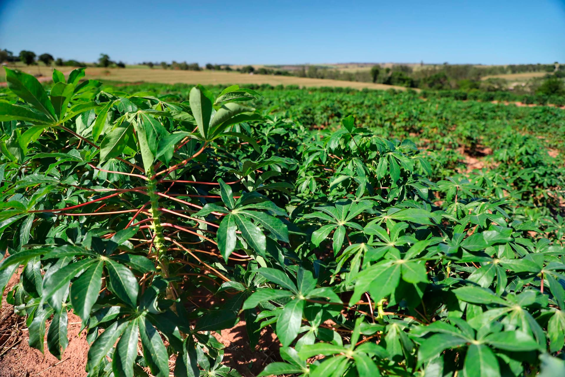 Preço da mandioca cai e agricultores adotam ciclo longo para minimizar perdas