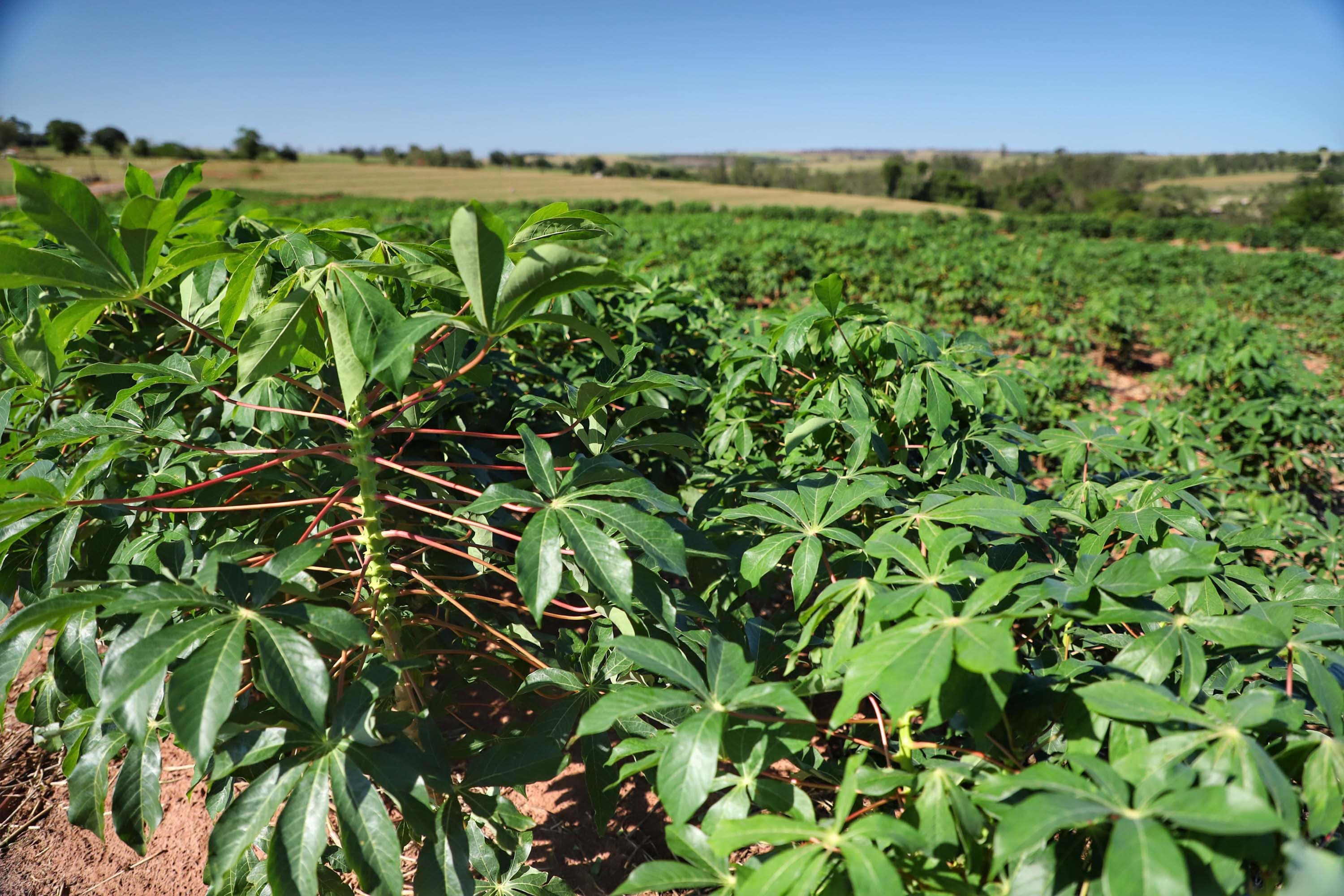 Preço da mandioca cai e agricultores adotam ciclo longo para minimizar perdas