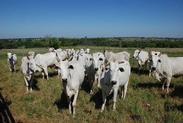 Mercado do boi gordo valoriza com aumento da demanda