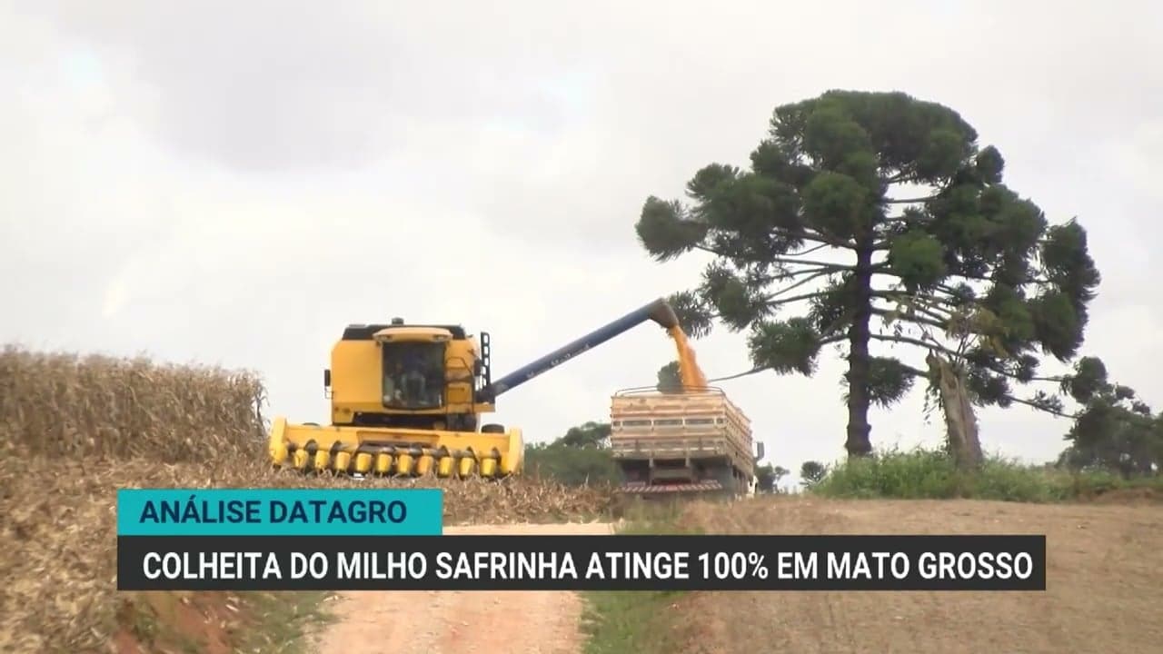 Colheita de milho safrinha no Brasil atinge 92% da área planejada