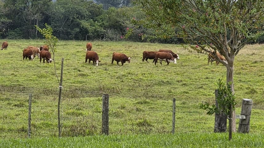 Novo modelo tecnológico antecipa decisões no agronegócio
