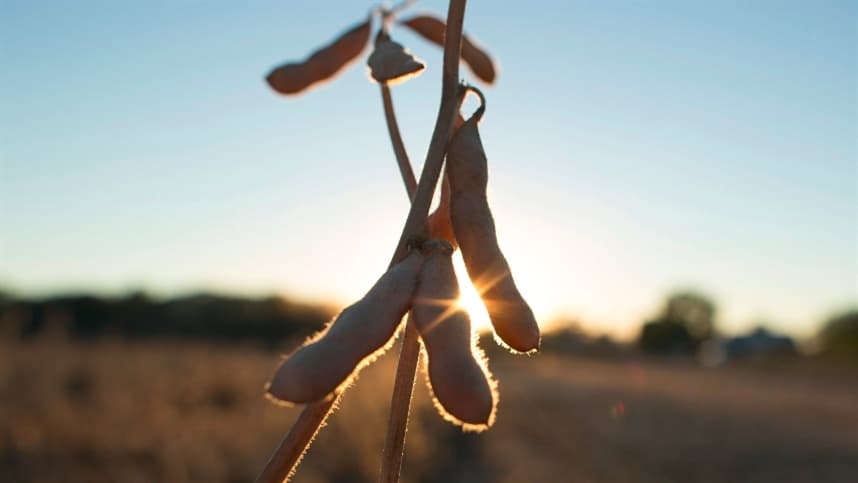 Impacto das chuvas no andamento da colheita de soja