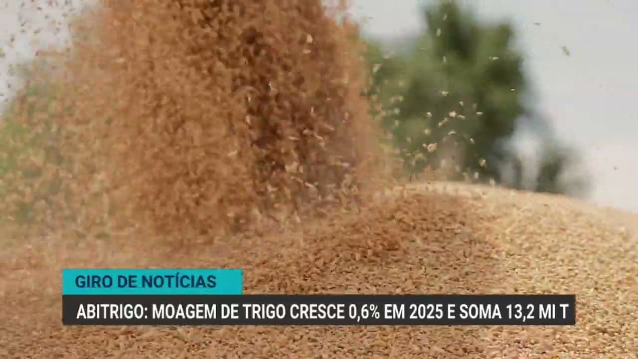 Melhora na relação boi gordo e milho em maio