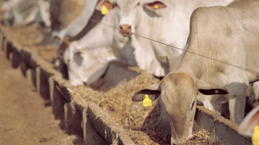 Dia de Campo da dsm-firmenich promete inovações na pecuária de corte