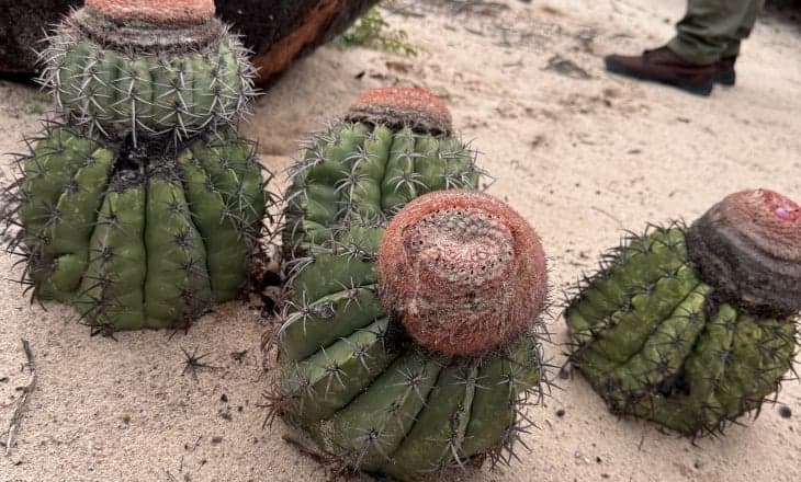 Microrganismos da Caatinga podem revolucionar bioinsumos agrícolas