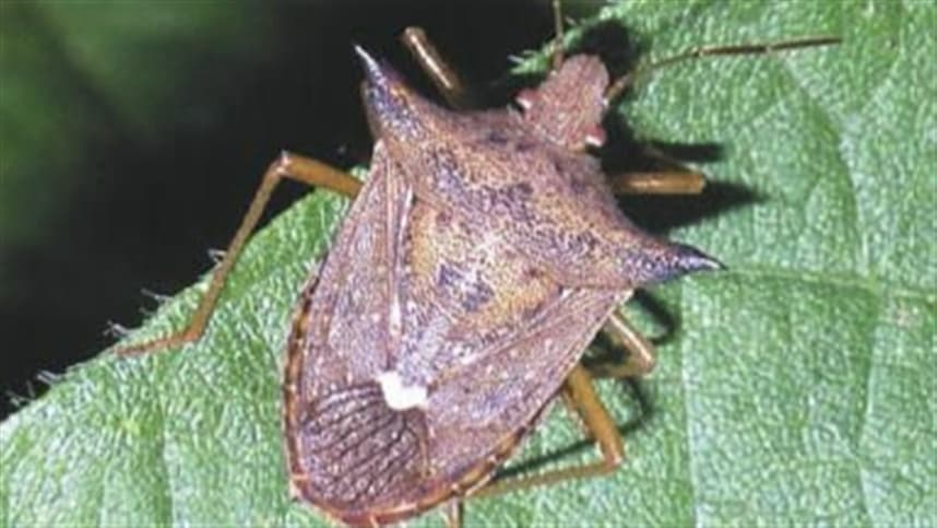 Insetos sugadores causam grandes prejuízos na produção de soja