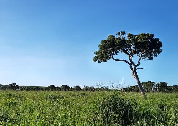 Cerrado +Cooperativo: R$ 50 milhões para fortalecer cooperativas agrícolas