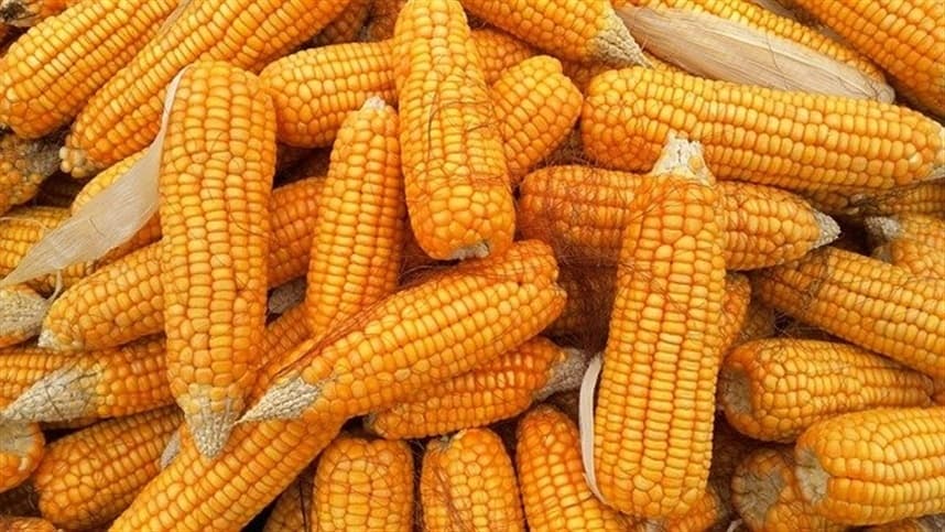 Mercado de milho apresenta potencial de alta e recomenda vendas graduais