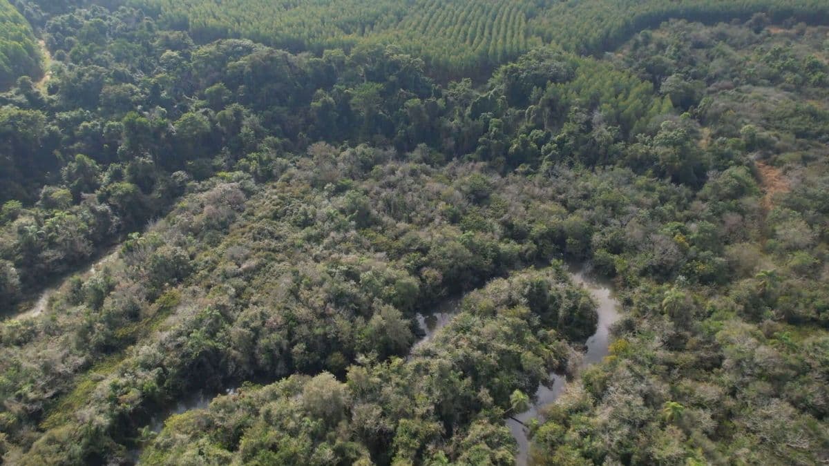 Desmatamento na Mata Atlântica atinge menor nível histórico, mas riscos persistem