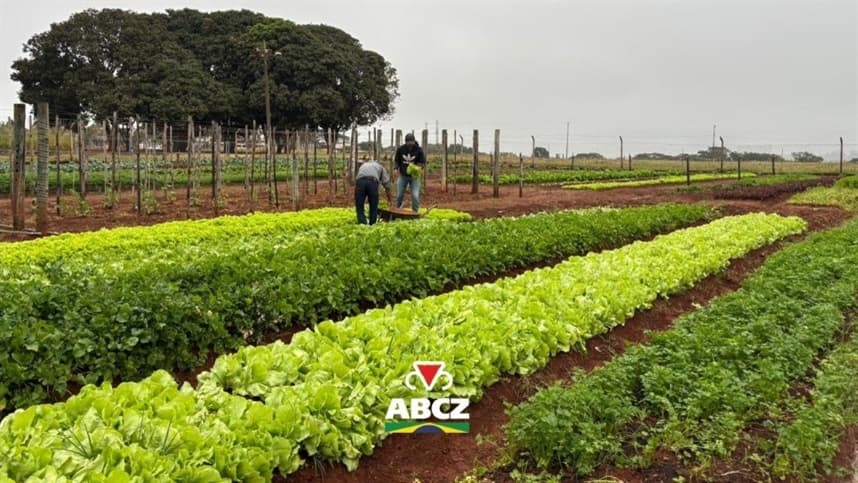 Fazu e Grupo UbyAgro doam hortaliças a entidades assistenciais