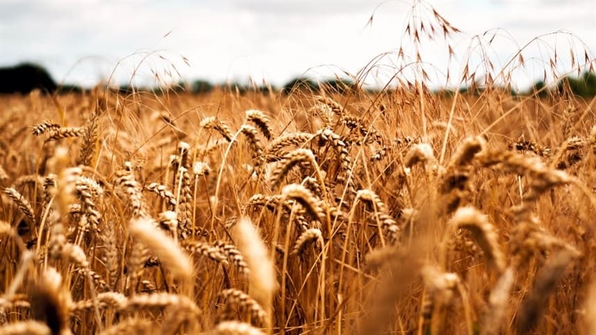 Chicago: Trigo sofre queda nas cotações