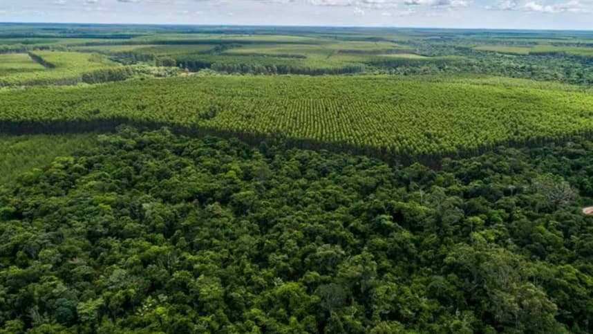 Seminário de Produção Florestal em Eunápolis apoia pequenos produtores
