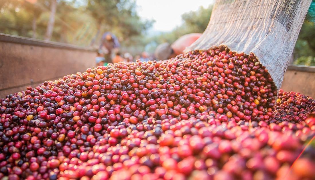 Café e algodão sobem com clima e safra em Minas Gerais