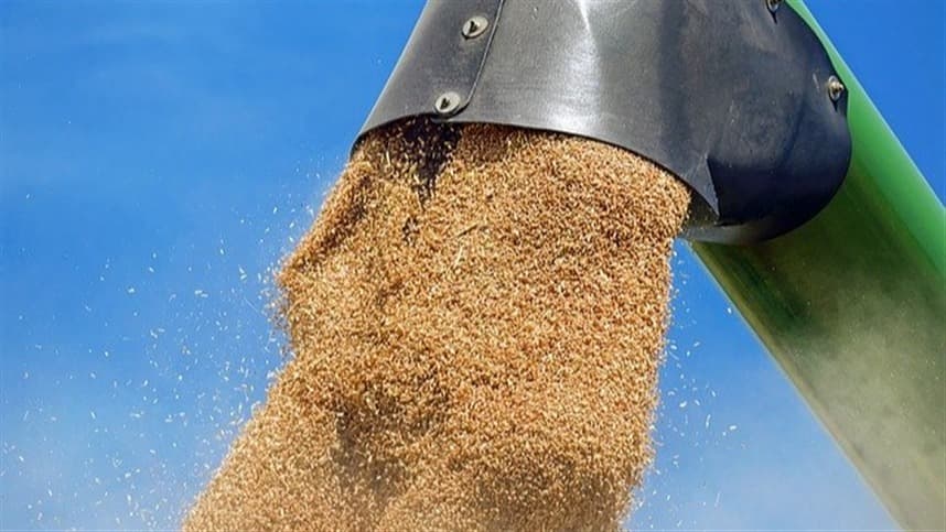 Escassez de trigo provoca baixa liquidez no mercado sulista