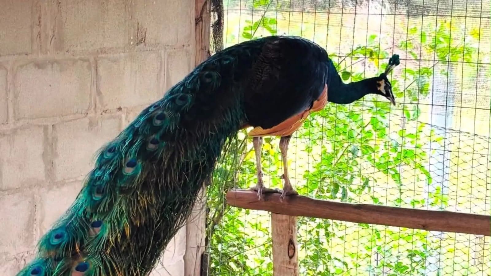 Furto de 30 pavões causa prejuízo de R$ 60 mil em São Mateus