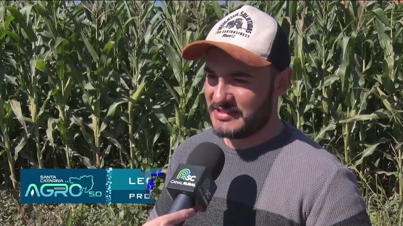 Santa Catarina enfrenta crise de milho na produção de aves e suínos
