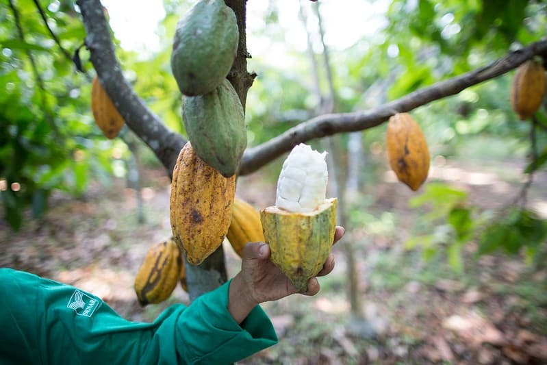 Cacau e commodities agrícolas registram quedas na bolsa de Nova York