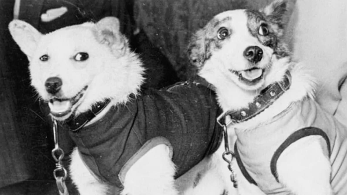 Belka e Strelka: as cadelas que prepararam o caminho para o espaço