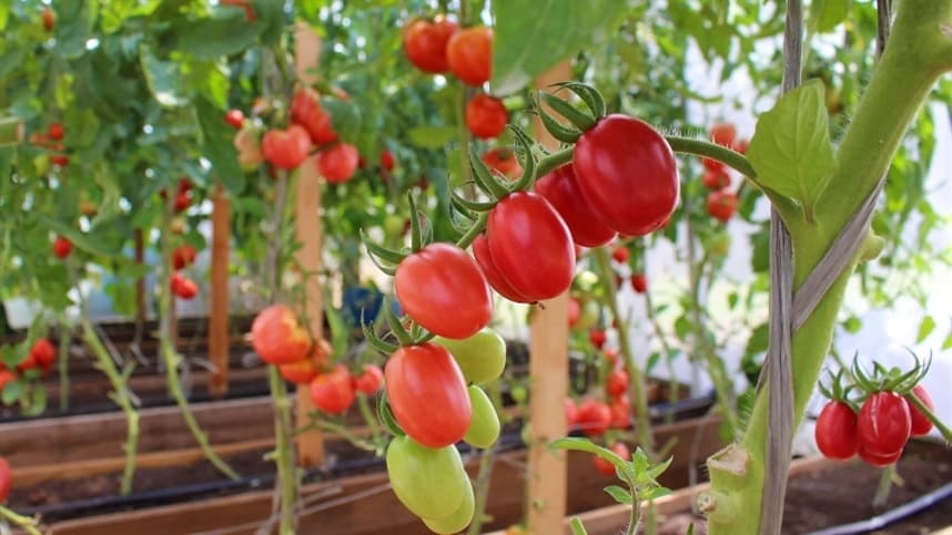 Preço do tomate cai em Caxias do Sul, no Rio Grande do Sul
